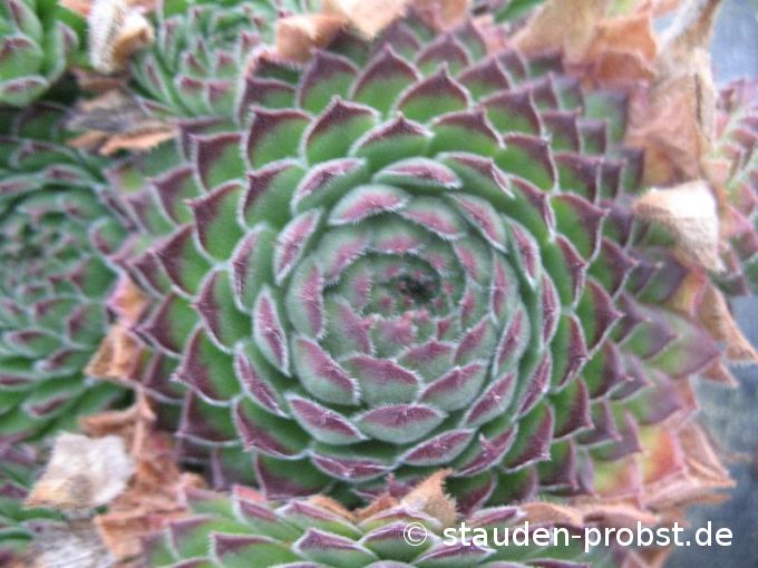 Sempervivum rhutenicum - Hauswurz