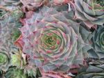 sempervivum-hyb-rita-jane