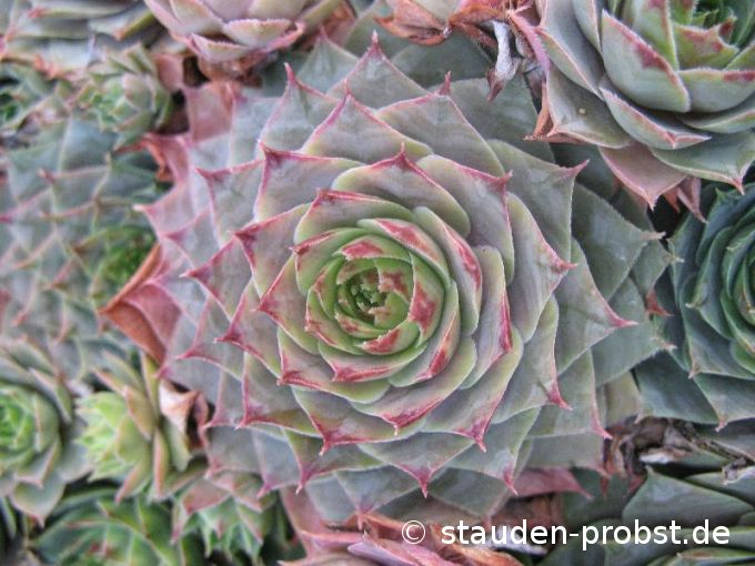 Sempervivum 'Rita Jane' - Hauswurz