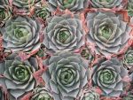 sempervivum-hyb-schuttspahnii