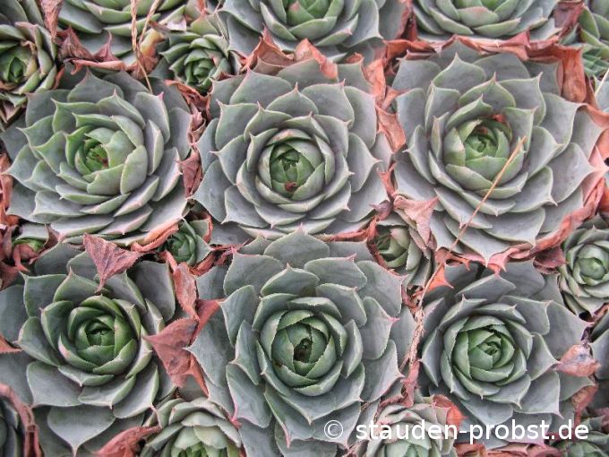 Sempervivum 'Schuttspahnii' - Hauswurz