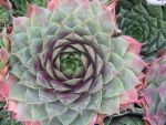 sempervivum-hyb-smaragd-2