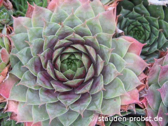 Sempervivum 'Smaragd' - Hauswurz