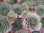 sempervivum-hyb-smaragd