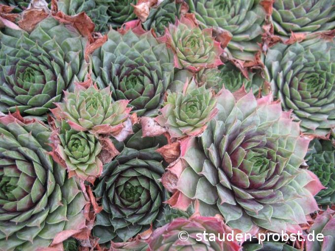 Sempervivum 'Smaragd' - Hauswurz