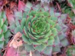 sempervivum-hyb-sunset