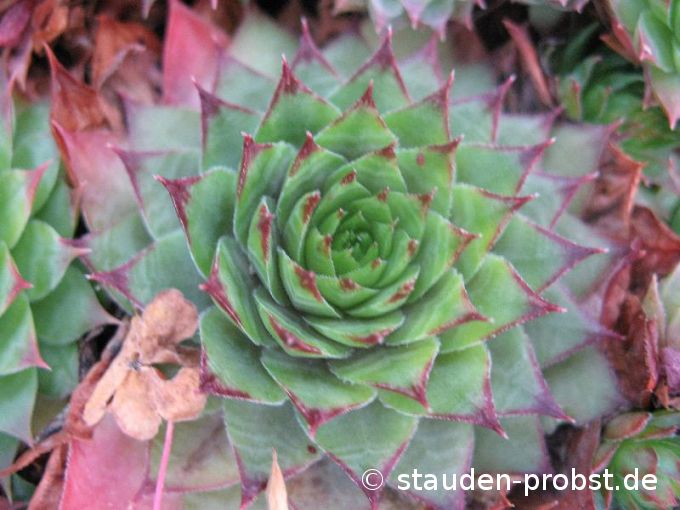 Sempervivum 'Sunset' - Hauswurz