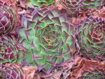 sempervivum tataricum-2