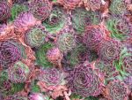 sempervivum tataricum