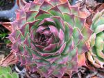 sempervivum tectorum