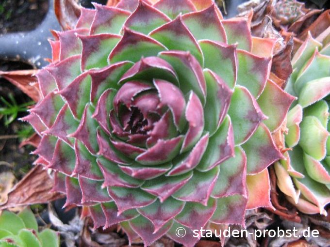 Sempervivum tectorum - Hauswurz