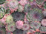 sempervivum-hyb-titania