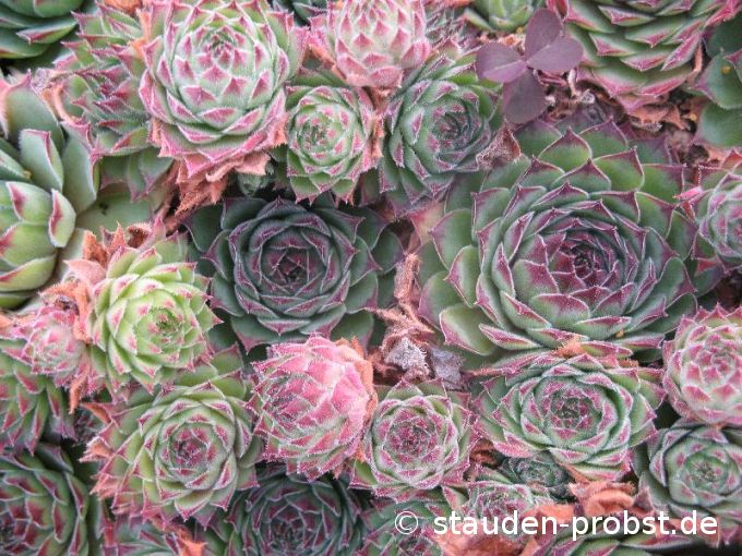 Sempervivum 'Titania' - Hauswurz