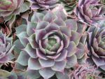 sempervivum-hyb-weinkoenigin-2