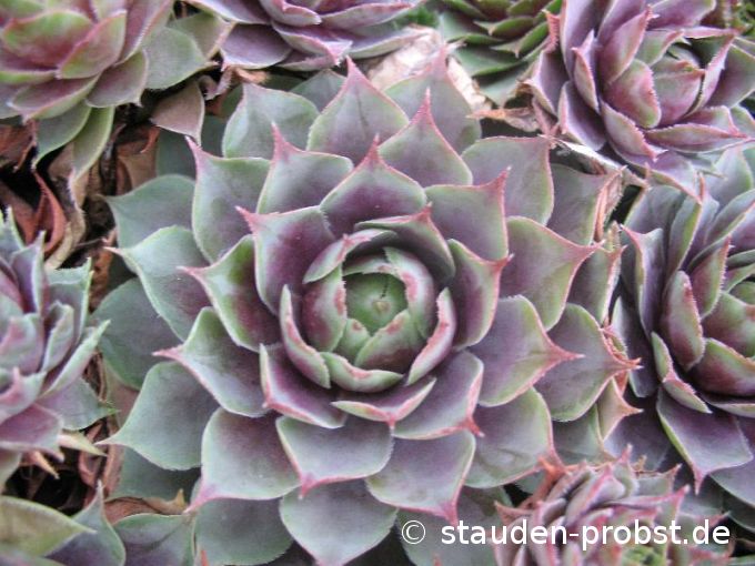 Sempervivum 'Weinkönigin' - Hauswurz