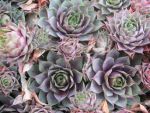 sempervivum-hyb-weinkoenigin