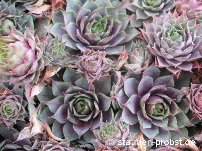 Sempervivum 'Weinkönigin' - Hauswurz