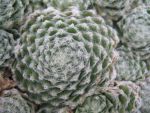 sempervivum-hyb-wolllaus-2