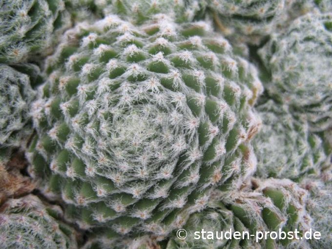 Sempervivum 'Wolllaus' - Hauswurz