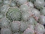 sempervivum-hyb-wolllaus