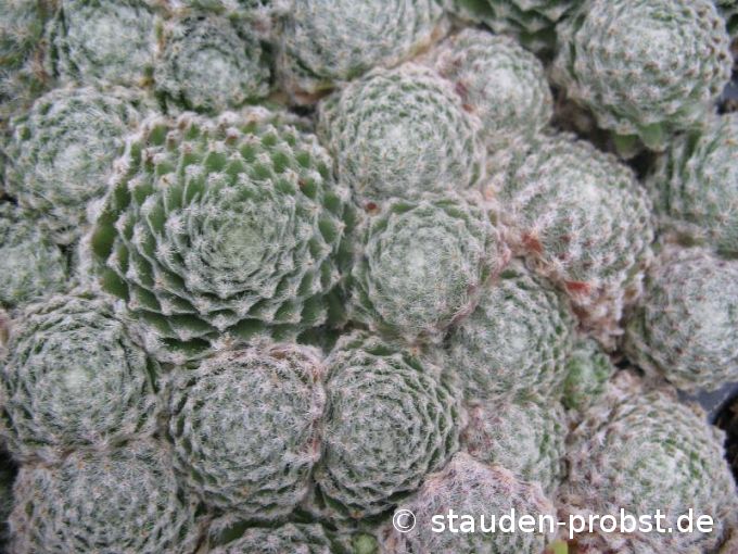 Sempervivum 'Wolllaus' - Hauswurz
