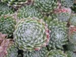 sempervivum-hyb-zinnaler-rothorn-2