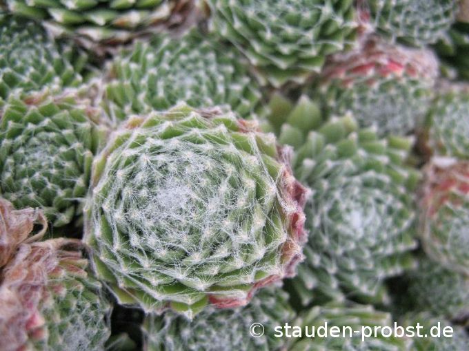 Sempervivum 'Zinnaler Rothorn' - Hauswurz