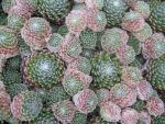 sempervivum-hyb-zinnaler-rothorn