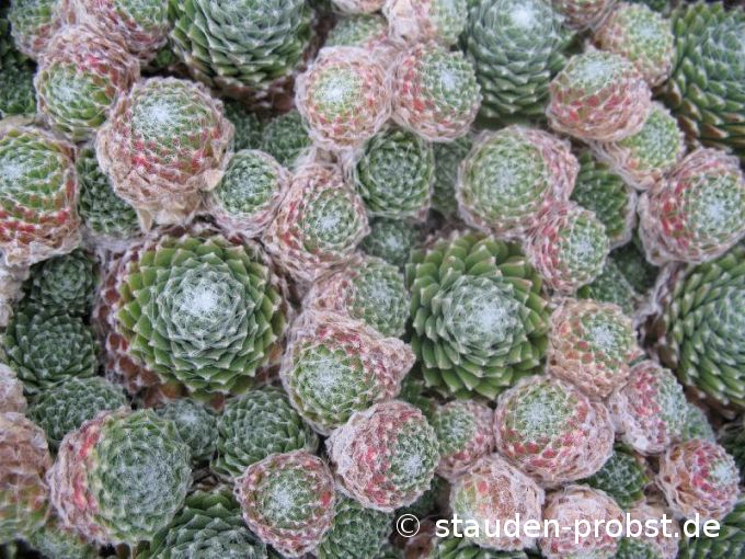 Sempervivum 'Zinnaler Rothorn' - Hauswurz