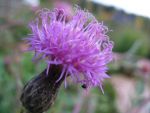 serratula-tinctoria