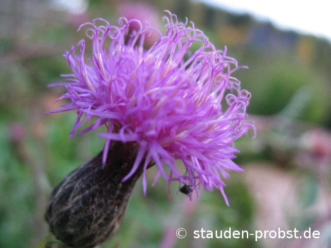 Serratula tinctoria - Färberscharte