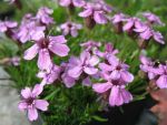 silene-acaulis-floribunda
