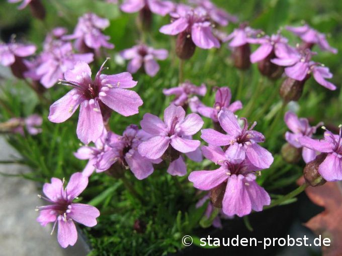 Silene acaulis 'Floribunda' - Stengelloses Leimkraut