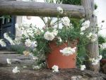 silene-maritima-swanlake-2