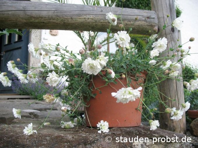Silene maritima 'Swanlake' - Leimkraut