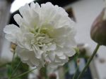 silene-maritima-swanlake