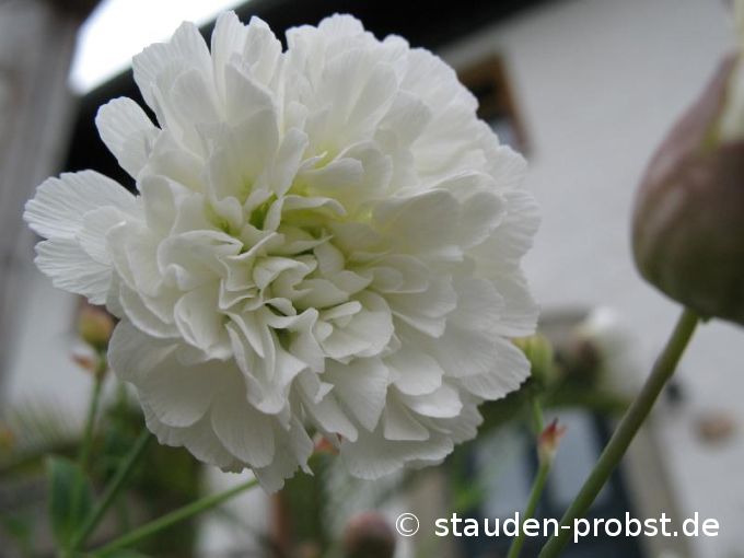 Silene maritima 'Swanlake' - Leimkraut