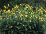 silphium-perfoliatum-2