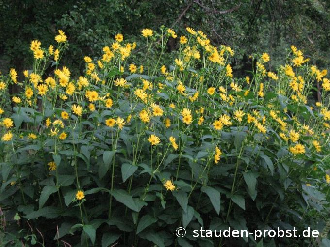 Silphium perfoliatum - Becherpflanze