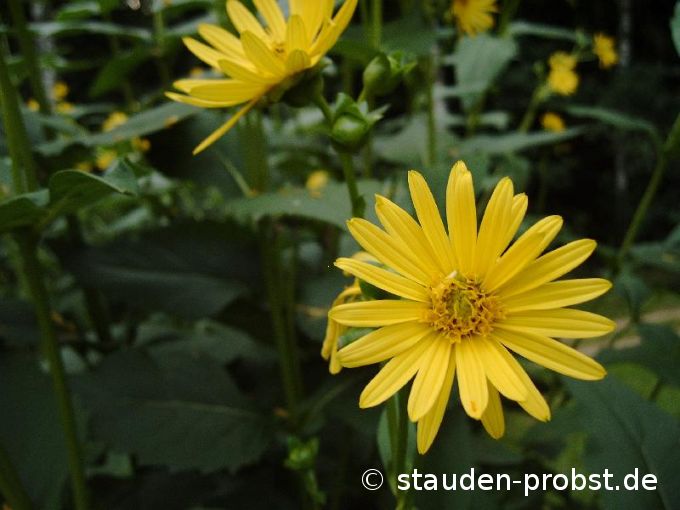 Silphium perfoliatum - Becherpflanze