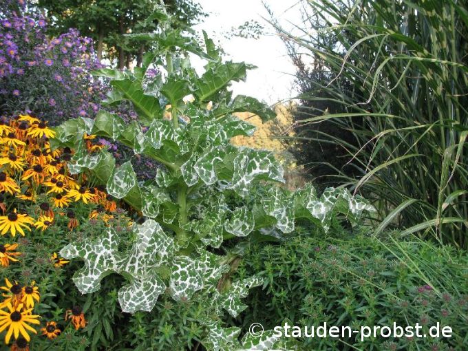 Silybum marianum - Mariendistel