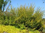 solidago-caesia