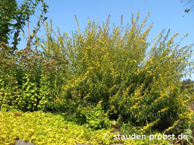 Solidago caesia - Goldband- Rute