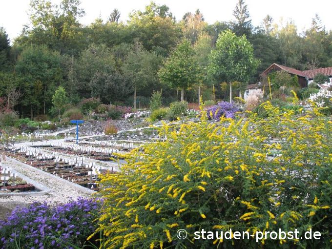 Solidago rugosa 'Sparkler' - Goldrute