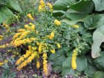 solidago-sphacelata-golden-fleece-2