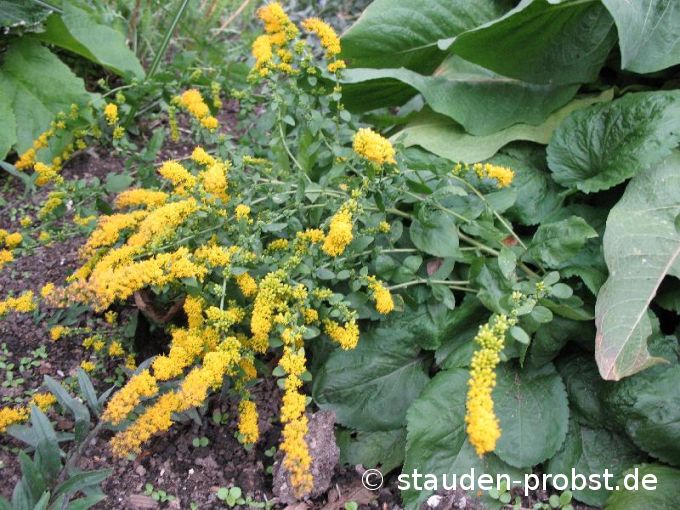 Solidago sphacelata 'Golden Fleece' - Gefleckte Goldrute