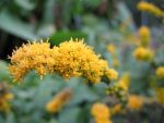 solidago-sphacelata-golden-fleece
