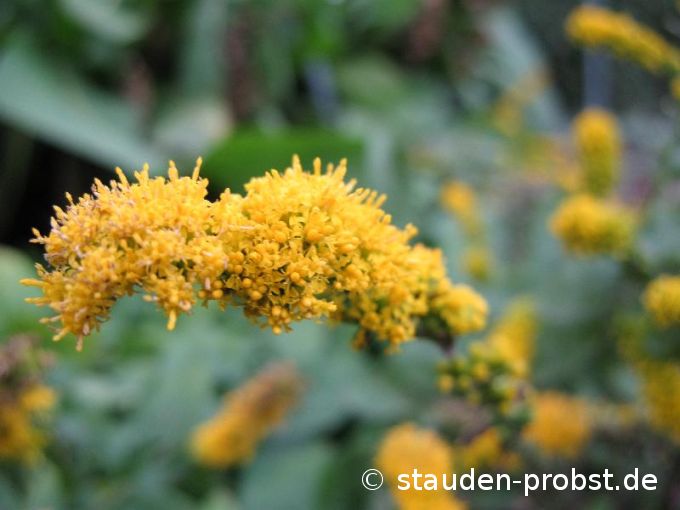 Solidago sphacelata 'Golden Fleece' - Gefleckte Goldrute