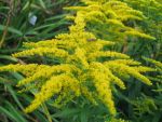 solidago-strahlenkrone-2