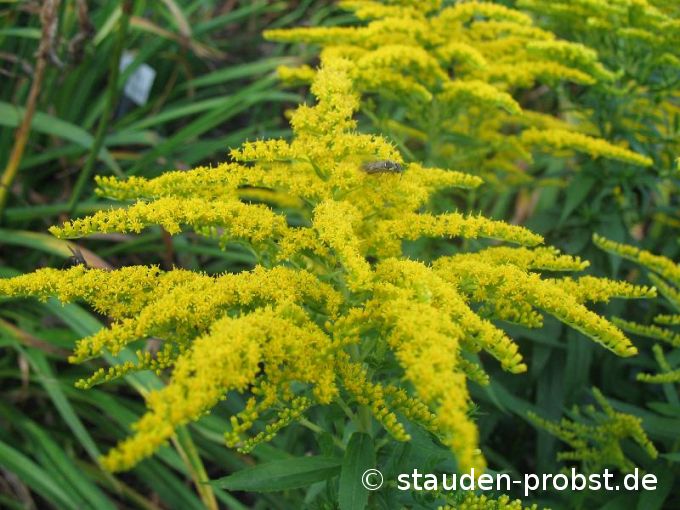 Solidago 'Strahlenkrone' - Goldrute